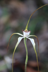 Caladenia venusta