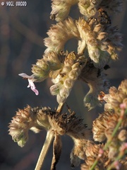 Stachys viticina