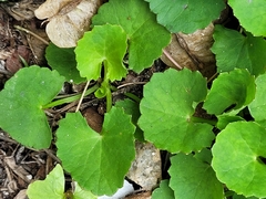 Centella asiatica