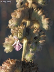 Stachys viticina
