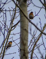 Fringilla montifringilla