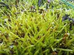 Brachythecium albicans