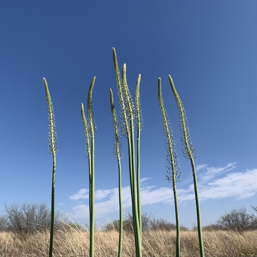 Drimia altissima image