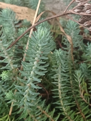 Petrosedum