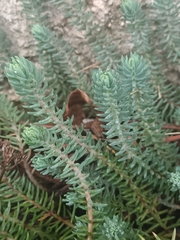 Petrosedum