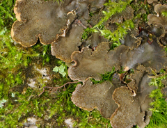 Peltigera evansiana