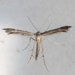 Adaina ambrosiae