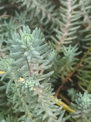 Petrosedum