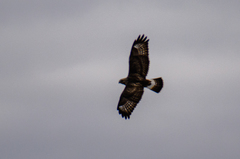 Buteo lagopus