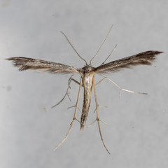 Adaina ambrosiae