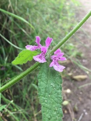 Stachys grandidentata