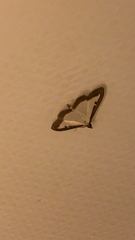 Cydalima perspectalis