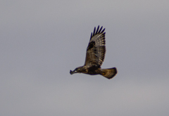 Buteo lagopus