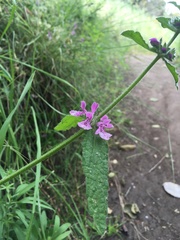 Stachys grandidentata