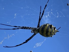 Argiope australis