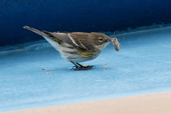 Setophaga coronata coronata