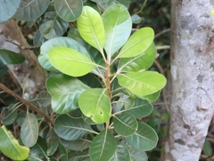 Planchonella obovata