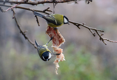 Parus major