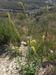 Reseda luteola