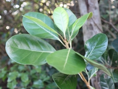 Planchonella obovata