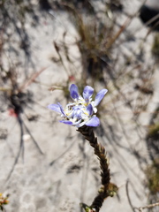 Lachnaea filamentosa
