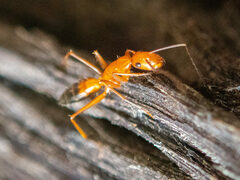Camponotus marcens