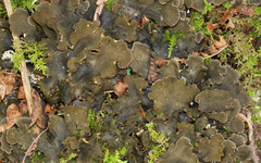 Peltigera evansiana