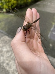 Rhionaeschna marchali