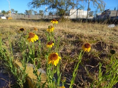 Helianthus laciniatus