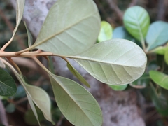 Planchonella obovata