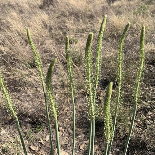 Drimia altissima image