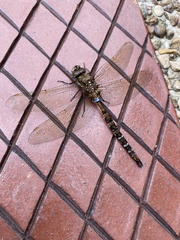 Rhionaeschna marchali