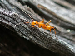 Camponotus marcens