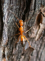 Camponotus marcens
