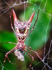 Micrathena sexspinosa
