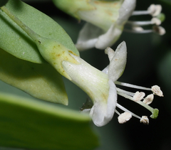 Lycium boerhaviifolium