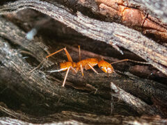 Camponotus marcens