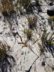 Lachnaea filamentosa
