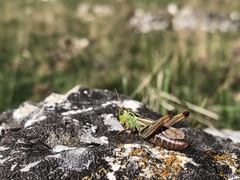 Stenobothrus lineatus