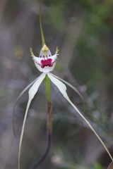 Caladenia tentaculata × venusta