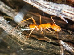 Camponotus marcens