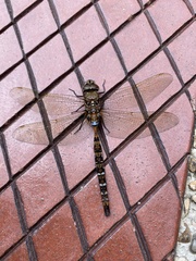 Rhionaeschna marchali