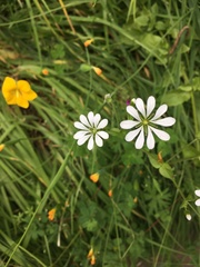 Stellaria chilensis
