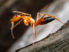Camponotus marcens