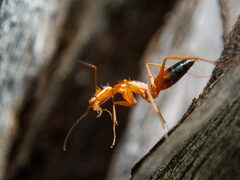 Camponotus marcens