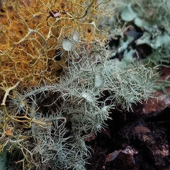 Usnea