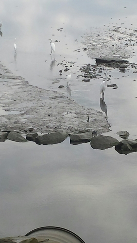 Snowy Egret photographed in Maine