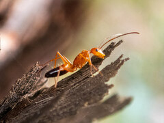 Camponotus marcens