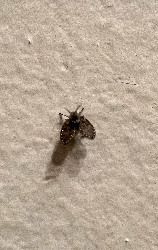 Bathroom Moth Fly from Marin St, La Habra, CA, US on November 05, 2022 ...