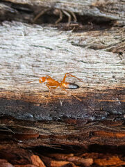 Camponotus marcens